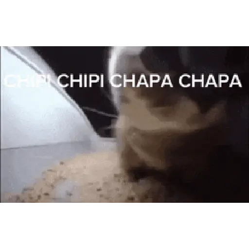 Chipi Chipi chapa 💥