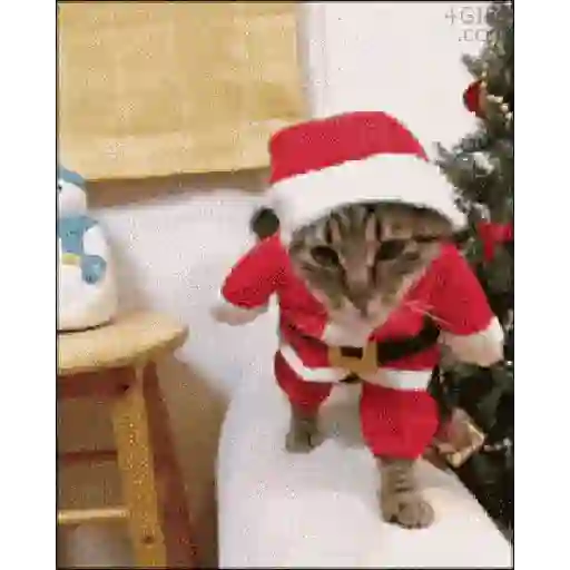 ℕ𝕒𝕧𝕚𝕕𝕒𝕕 𝕒𝕤𝕚 🐕🐈🎉