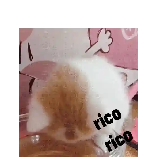 Gatitos para responder 🐱❤️