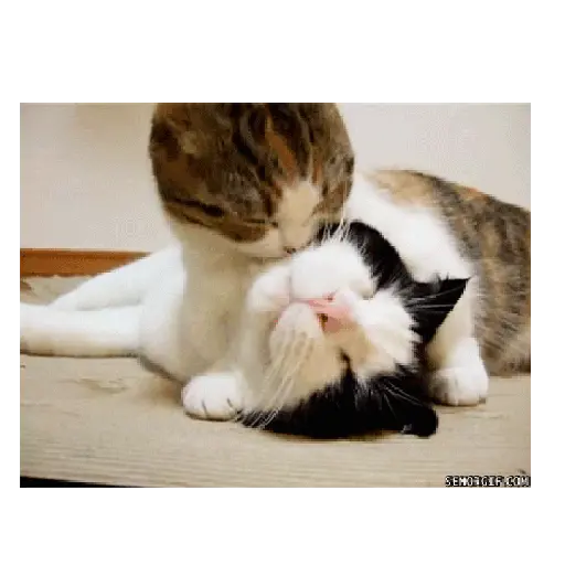 Amor y amistad animal ❤️💋