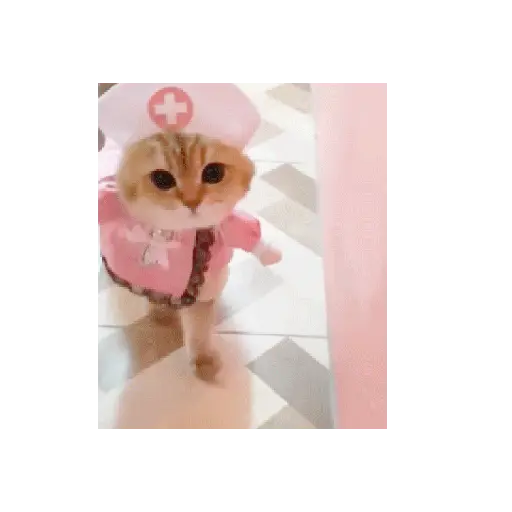 Gatitos Coquette ❤️ 😻
