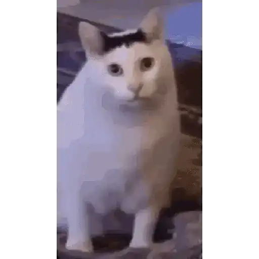 𝘎𝘈𝘛𝘖 𝘏𝘜𝘏?😹