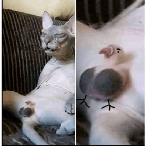 Kucing reog part 2 23