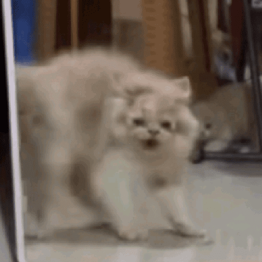 Kucing reog part 2 22