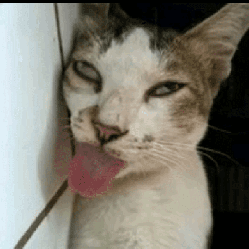 Kucing reog part 2 20