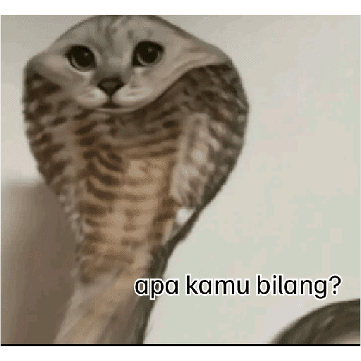 Kucing reog part 2 15