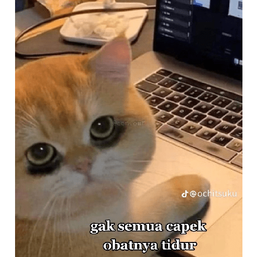 Kucing reog part 2 9