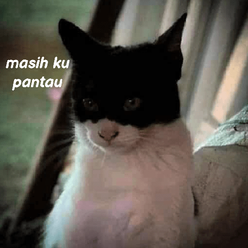 Kucing reog part 2 8