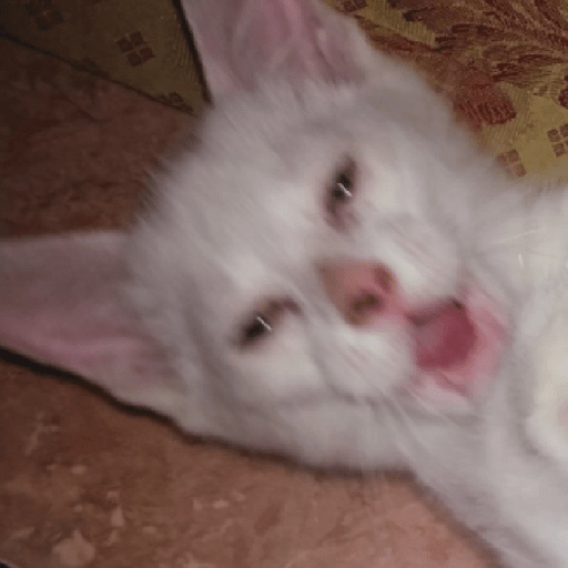 Kucing reog part 2 7