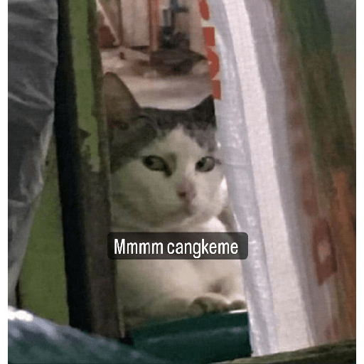 Kucing reog part 2 5