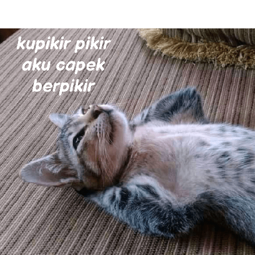Kucing reog part 2 2