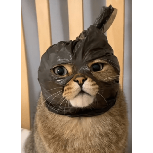 Kucing reog part 2 1