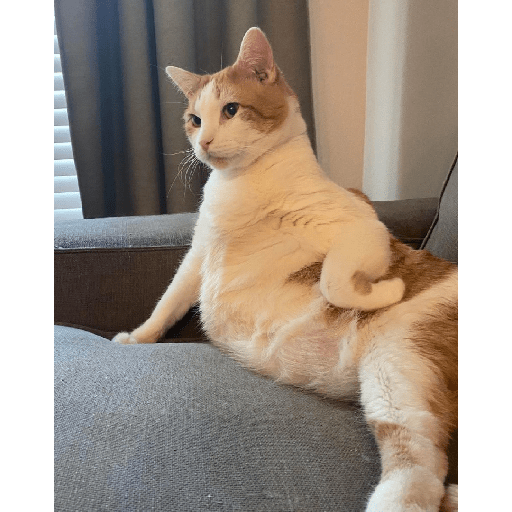 Kucing reog part 2 13