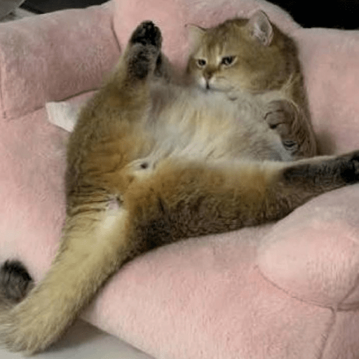 Kucing reog part 2 25