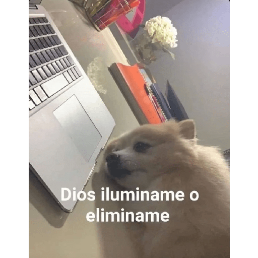 Gracioso  6