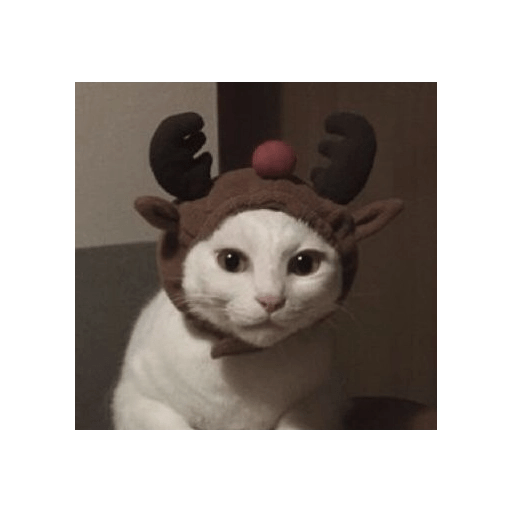 Natal 22