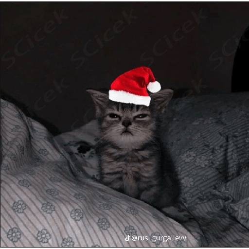 Natal 24