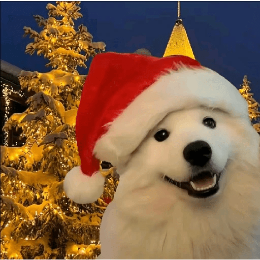 Natal 25