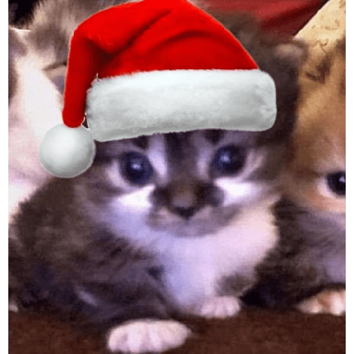 Natal 26