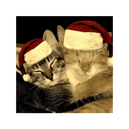 Natal 27
