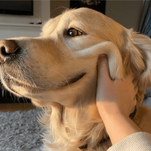 Cutie doggie 15