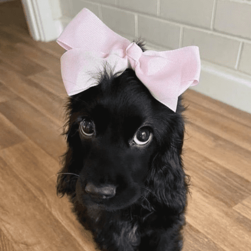 Cutie doggie 19