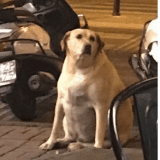 Cutie doggie 11
