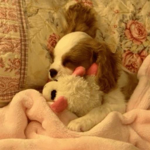 Cutie doggie 2