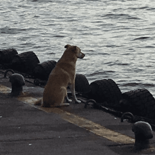 Cutie doggie 4