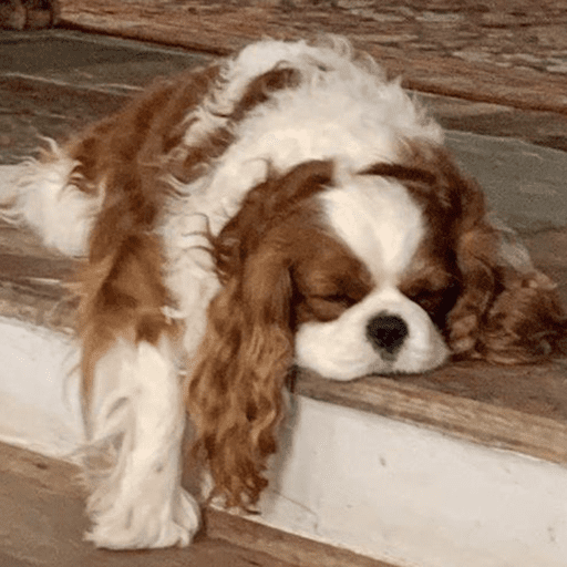 Cutie doggie 3