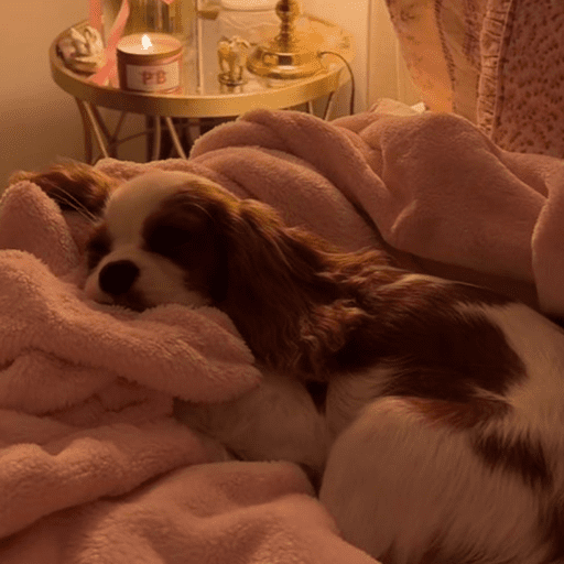 Cutie doggie 5
