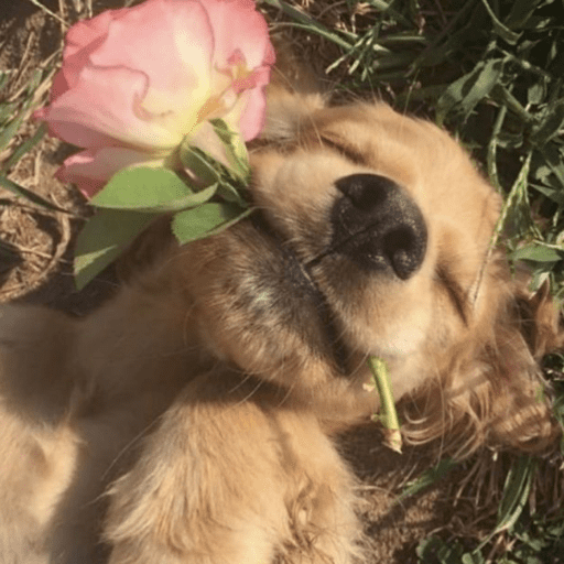 Cutie doggie 9