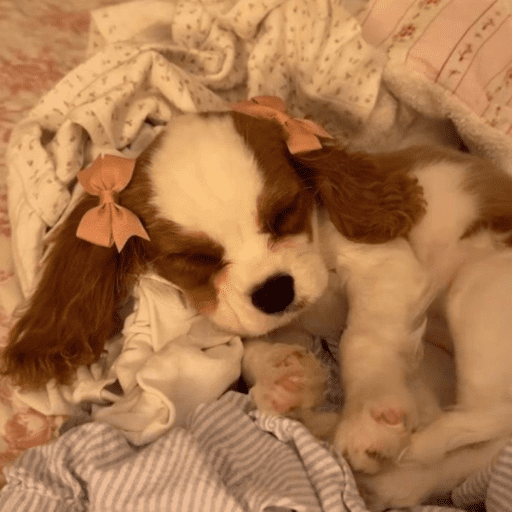 Cutie doggie 7