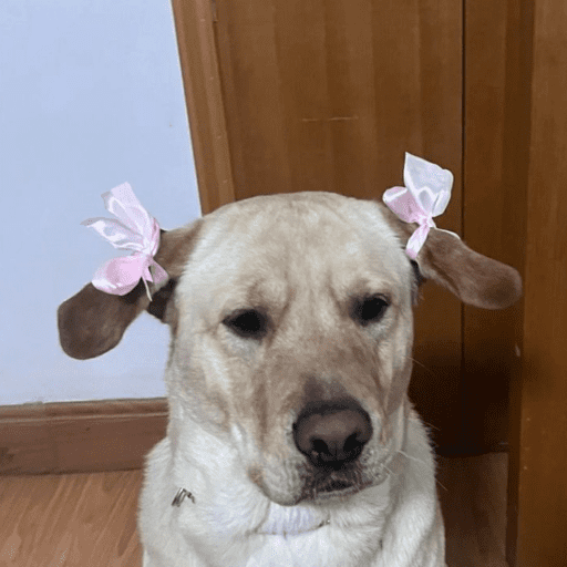 Cutie doggie 20