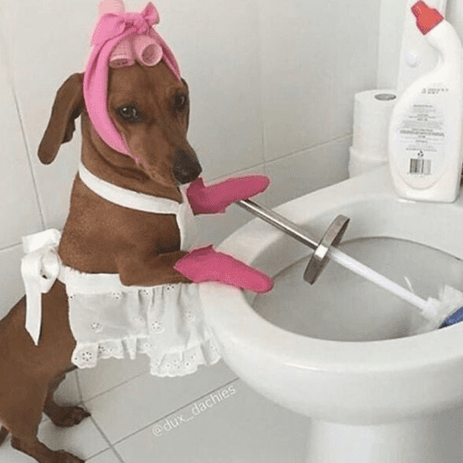 Cutie doggie 24