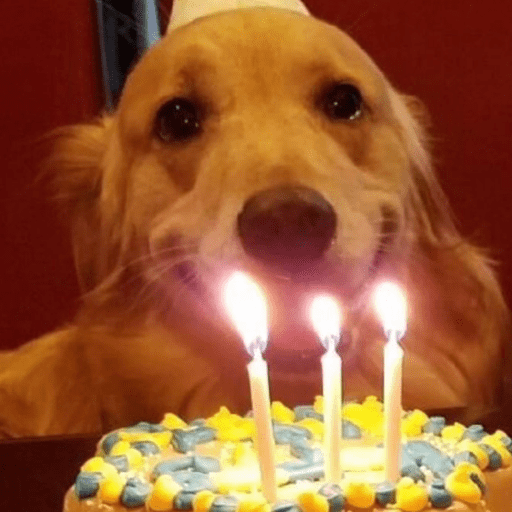 Cutie doggie 8