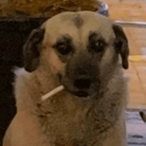 Cutie doggie 29