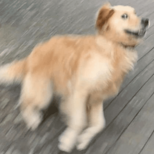 Cutie doggie 13