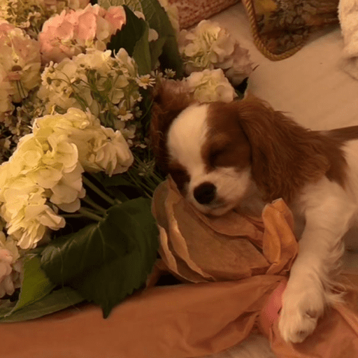 Cutie doggie 6