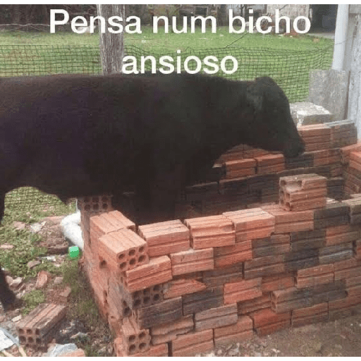 Vivivivitória 7
