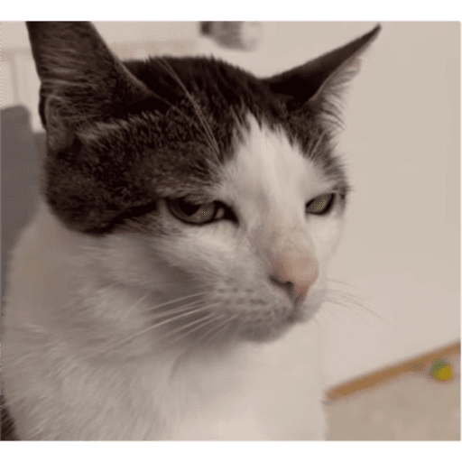 Gatos y ratones  8