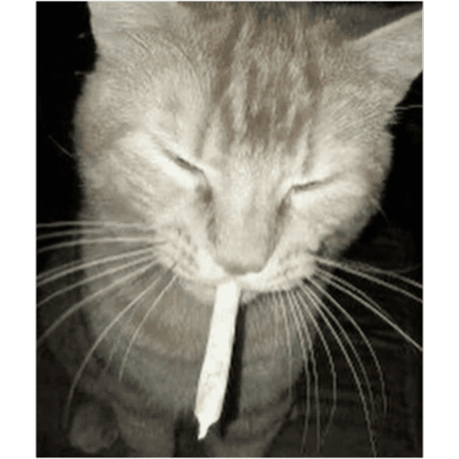 Gatos y ratones  12