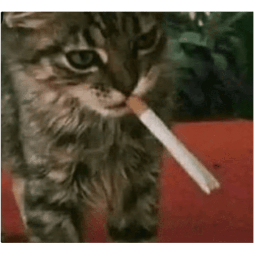 Gatos y ratones  11