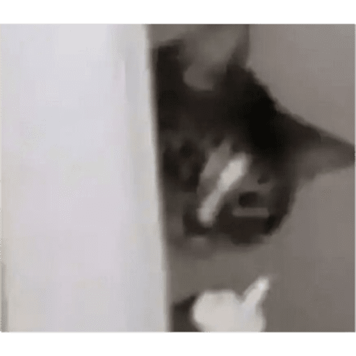 Gatos y ratones  13