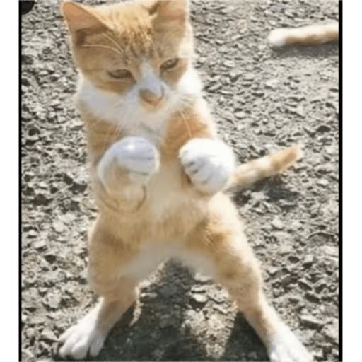 Gatos y ratones  9