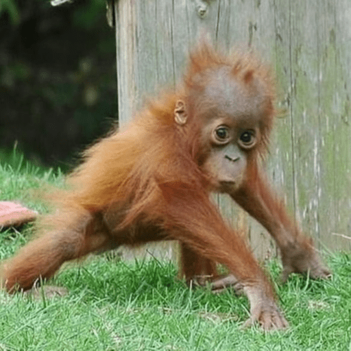 Monos panas 🐒 5