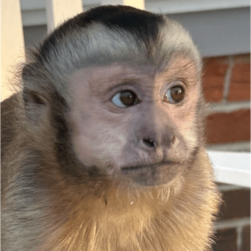 Monos panas 🐒 4