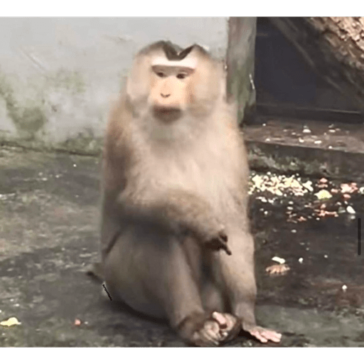 Monos panas 🐒 3