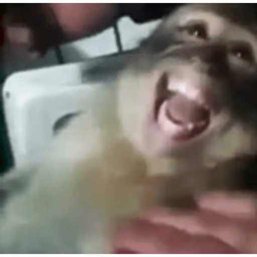 Monos panas 🐒 2