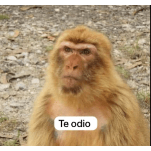 Monkey crazy's  9